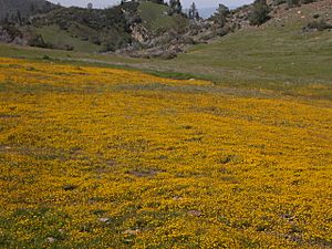 Figueroa flower field 2005