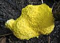 GT Dog's Vomit Slime Mould Fuligo septica