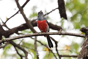 Gray-throated Chat (Granatellus sallaei).jpg