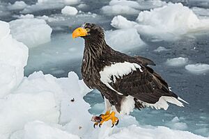 Haliaeetus pelagicus (Rausu, Japan).jpg