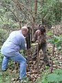 Hammering in a post for a hurdle deadhedge GT DOWN