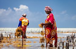 Harvesting seaweed in Jambiani