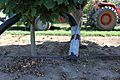 Hazelnut harvest