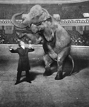 Houdini-Elephant