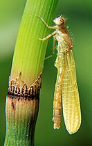 Ischnura elegans emerging