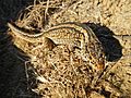 Island Night Lizard, San Nicolas Island, California.