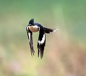 Jacobin Cuckoo (14964504996)