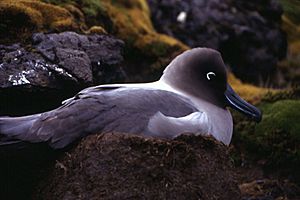 Kerguelen - Phoebetria palpebrata