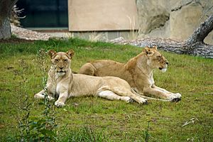 LionsFresnoZoo.jpg