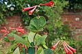 Lonicera-sempervirens-foliage