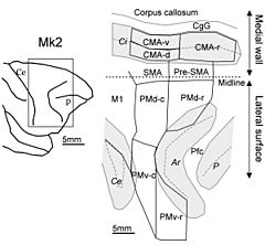 Macaque monkey's premotor areas