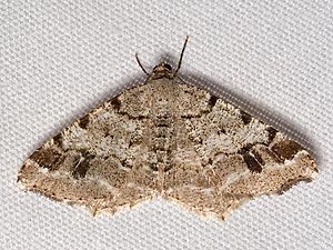 Macaria fissinotata1.jpg