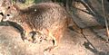 Macropus eugenii with calf 2