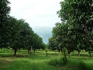 Mango Grove, Nueva Ecija