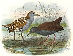 MarshCrake SpotlessCrake