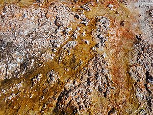 Microbes, Yellowstone National Park