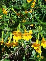 Mimulus aurantiacus-4