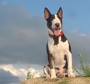 Mini Bull Terrier