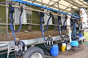 Mobiler Melkstand mit Futtertrögen, DeLaval