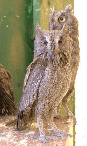 Otus scops ab cropped