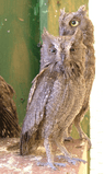 Otus scops ab cropped.png