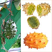 Owoce Kiwano