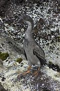 Phalacrocorax gaimardi (inmate)