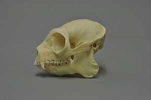 Propithecus diadema 02 MWNH 196