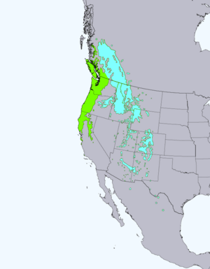 Pseudotsuga menziesii levila.png