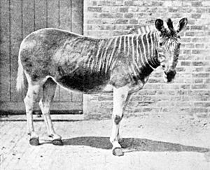 Quagga in enclosure