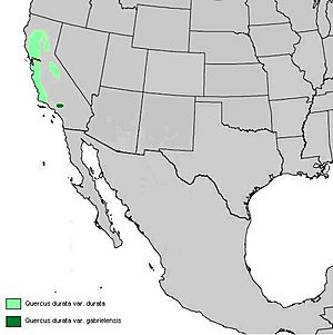 Quercus durata range map.JPG