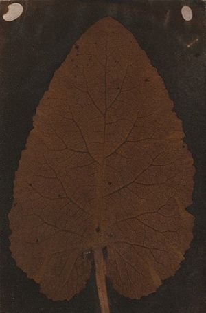 Quillan Leaf