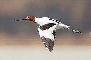 Recurvirostra novaehollandiae in flight - Lake Joondalup