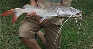 Redtail-Catfish.jpg