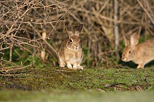 Riparian brush rabbits (5257980631).jpg