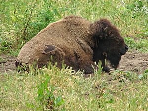 San Francisco Bison