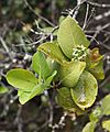 Santalum paniculatum 1326