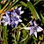 Scilla verna Cornwall.jpg