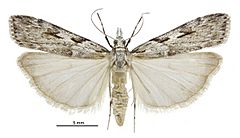 Scoparia halopis female.jpg