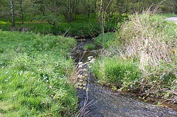 Shore Lane Brook.JPG