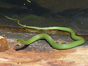 Smooth Green Snake.jpg