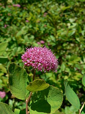 Spiraea splendens 21648.JPG