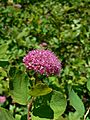 Spiraea splendens 21648