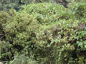 Starr 020813-0044 Syzygium sandwicensis.jpg