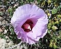 Sturts Desert Rose.JPG