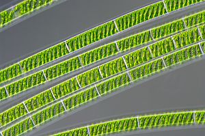 The freshwater alga Spirogyra