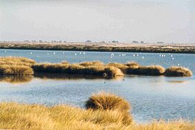 Wetlands in Donana.jpg