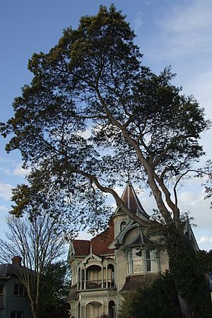 Wharetiki House in 2006