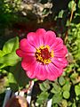 Zinnia elegans flower (1)