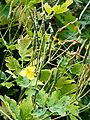 20210616 GT Greater Celandine